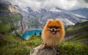 Cute spitz stands on a stone