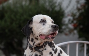 Dalmatian with open mouth