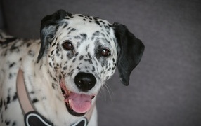 Dalmatian with open mouth on gray background