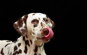 Dalmatian with tongue hanging out on black background