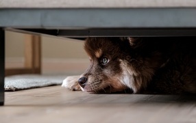 Finnish Lapphund puppy hiding under the bed