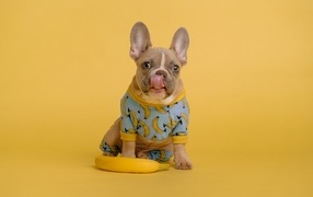 French bulldog in a suit on a yellow background