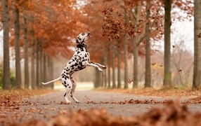 Happy Dalmatian playing in the autumn park