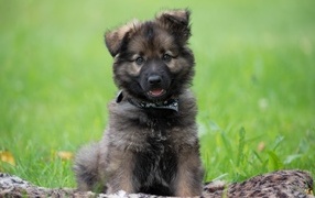 Little German Shepherd puppy sits on the grass