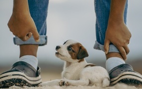 Little Jack Russell Terrier at his feet
