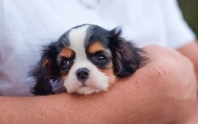 Little King Charles Spaniel in arms