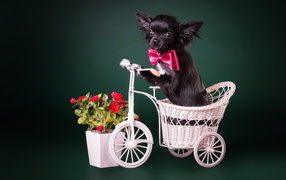 Little black chihuahua in a basket