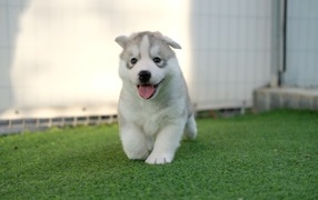 Little husky puppy with tongue hanging out