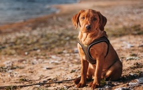 Little labrador sits on the sand