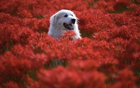 Pyrenean mountain dog sitting in red colors