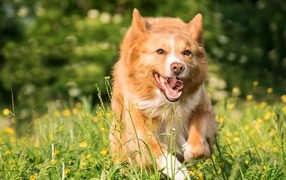 Рыжая собака бежит по зеленой траве 
