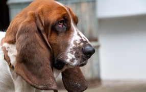 Sad basset hound with long ears