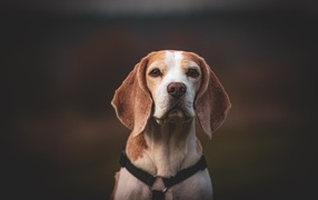 Sad beagle with collar