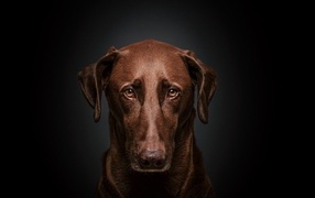 Sad labrador on a black background close-up