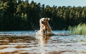 Satisfied golden retriever runs on water