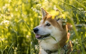 Собака породы сиба ину в траве