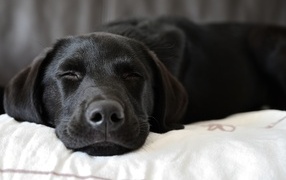 Спящий черный лабрадор на кровати 