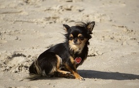 Маленькая собака чихуахуа сидит на песке 