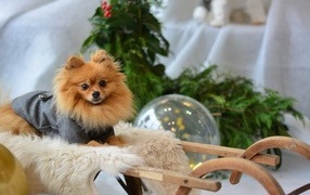 Spitz sits in a wooden sleigh