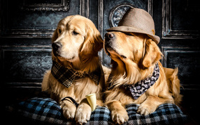 Stylish dog breed golden retriever