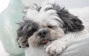 Sweet dream of a Shih Tzu dog