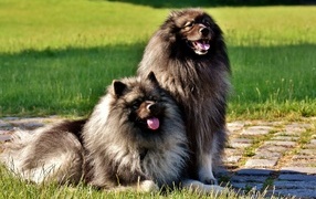 Two fluffy Keeshond dogs