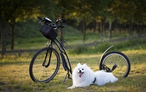 Белая собака с велосипедом