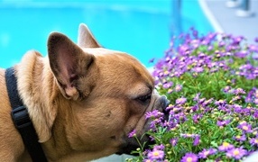 french bulldog sniffing flowers