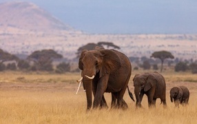 Большой слон с детенышами идут по траве