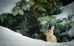 A wild gray hare sits under a green spruce in winter