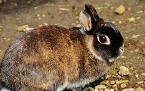 Beautiful rabbit close up