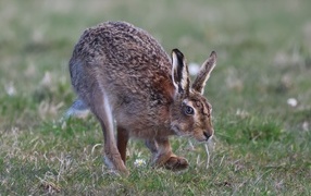 Big wild hare on green grass