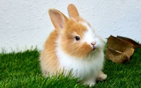 Маленький милый декоративный кролик на зеленой траве