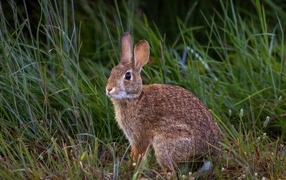 Wild gray hare sits in the grass