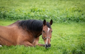 Большой коричневый конь лежит на зеленой траве