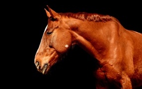 Beautiful brown horse on a black background