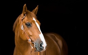 Beautiful brown horse on a black background