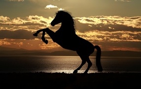 Красивый силуэт коня на закате солнца