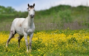 Beautiful white horse on a field with yellow flowers
