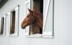 Big brown horse in a stall