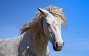 Большой белый конь на голубом фоне