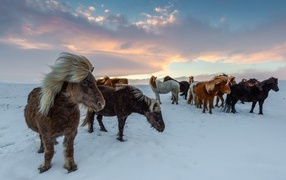 Herd of Irish horses in the snow