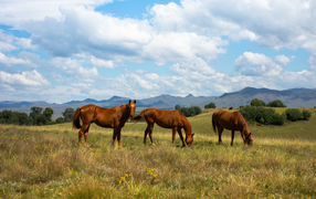 Three beautiful brown horses on a field under a beautiful sky