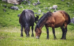 Two big horses grazing in the meadow