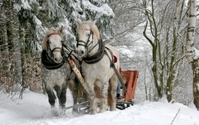 Two white horses in harness in winter