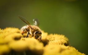 Пчела сидит на желтом цветке пижмы