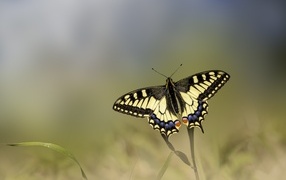 Бабочка с желтыми крыльями сидит на траве