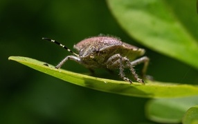Большой серый жук сидит на зеленом листе