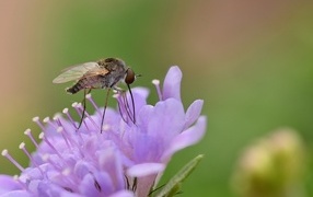 Комар сидит на фиолетовом цветке