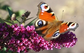 Красивая бабочка сидит на розовом цветке